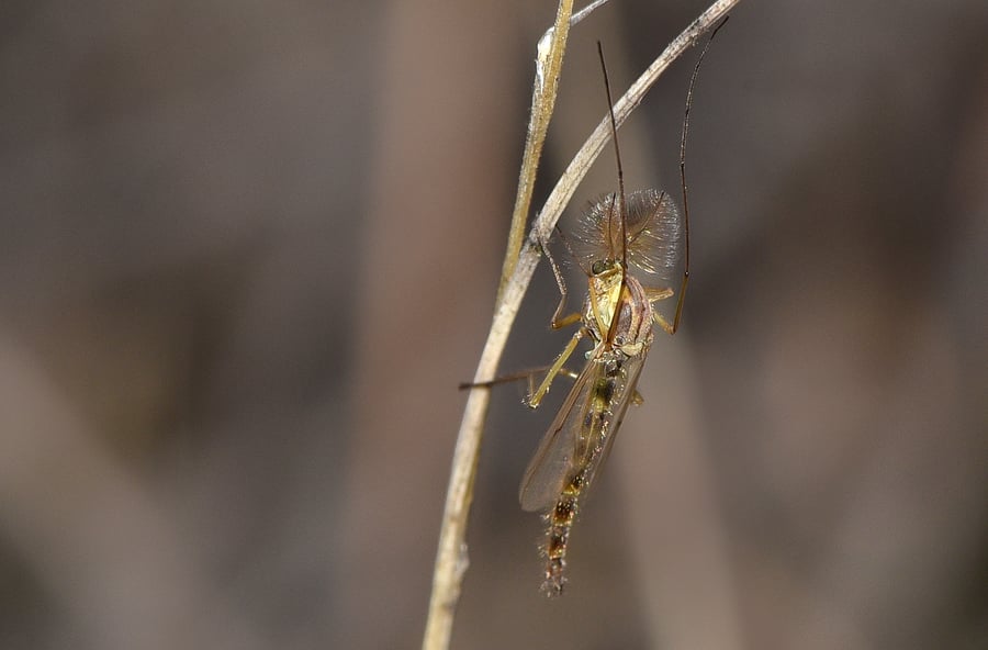 A midge rests on a plant with its wings back over its segmented brown body.