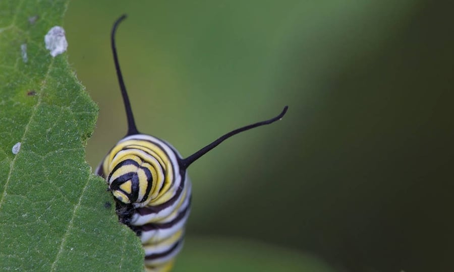A colorful striped caterpillar on a leaf.