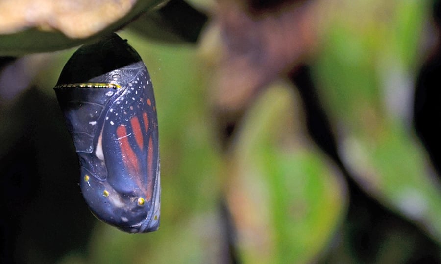 A monarch butterfly hangs encased in its cocoon.