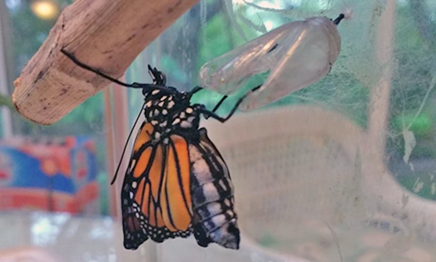 A monarch butterfly emerges from its cocoon.
