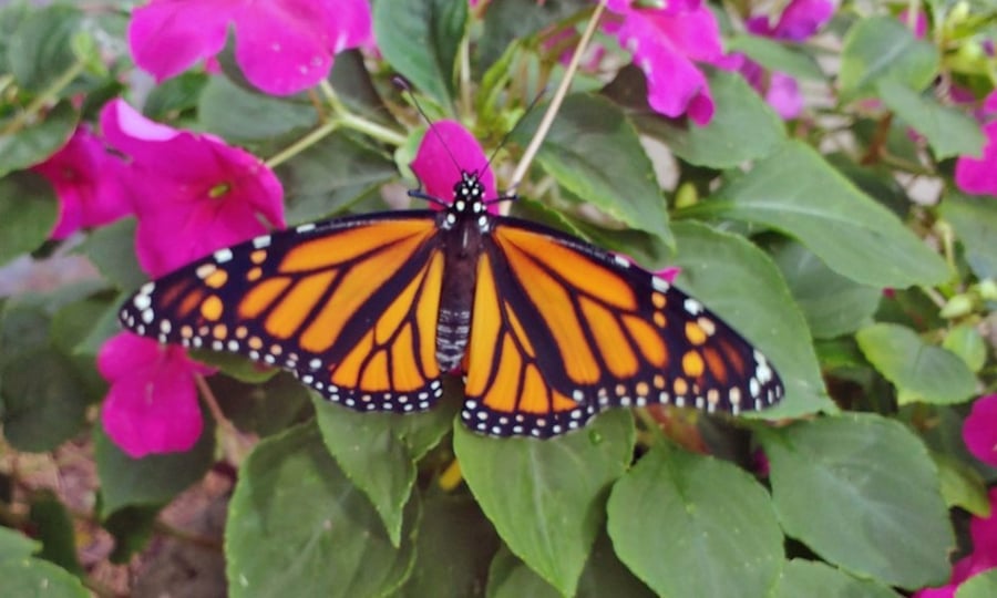 A monarch butterfly spreads its orange, black and white wings.