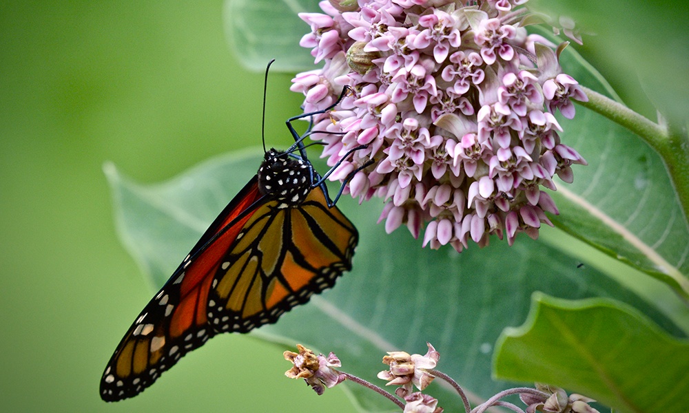 monarch-on-milkweed