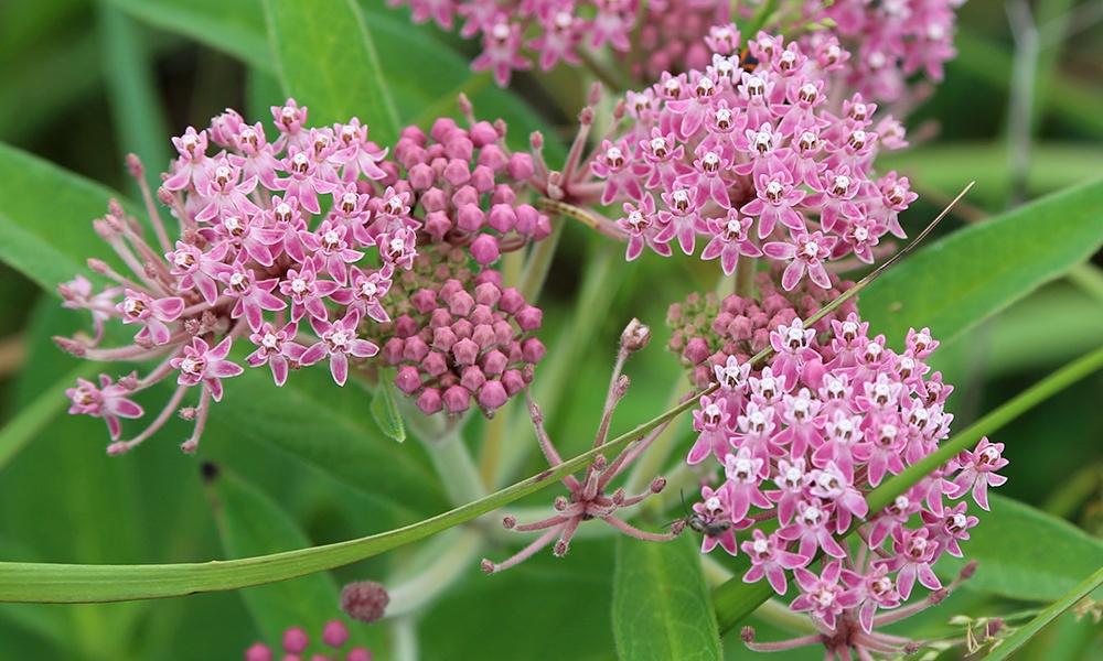 swamp-milkweed-UliLorimer