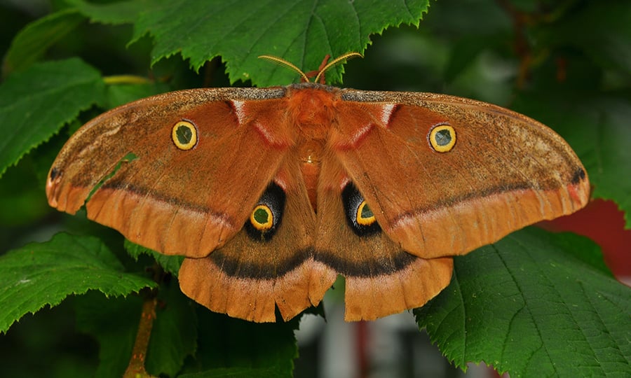 A rust-colored moth spreads its wings to display eye-like markings.