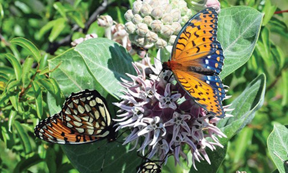 Regal-fritillary-c-Heather-Paul