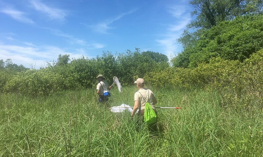 Staff members search a field with large insect nets.