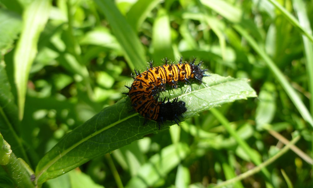 baltimore-checkerspot-caterpillar