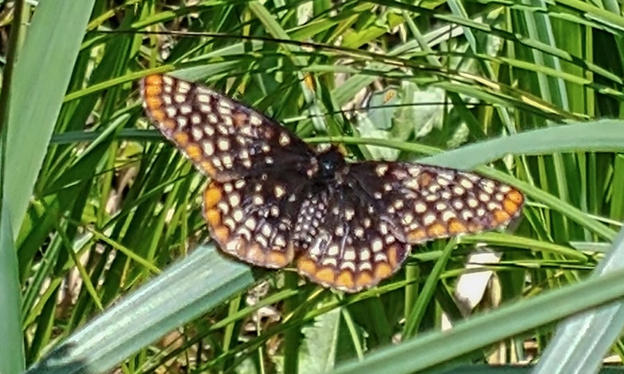 A Baltimore Checkersport butterfly amid grass.