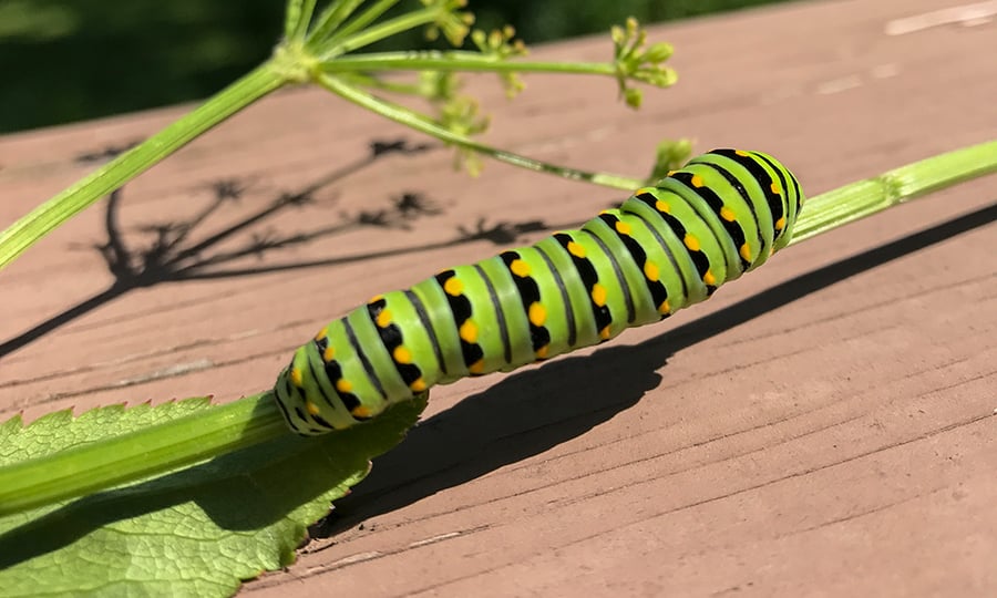 A black swallowtail caterpillar is mostly green with black stripes and orange dots.