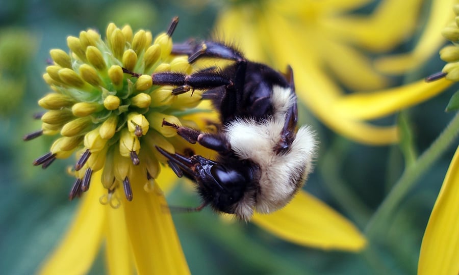 A bumblebee lands on a light green and yellow plant.
