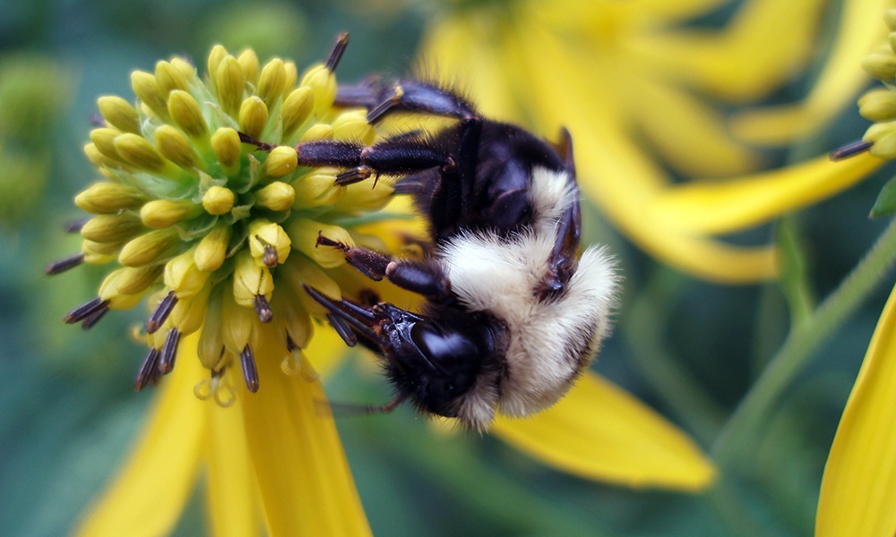 bumblebee-CarlStrang