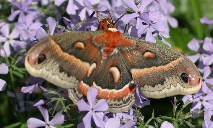 A rust-colored moth lands on purple flowers.