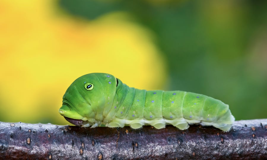 Eastern tiger swallowtail caterpillars are green with blue dots on their back.
