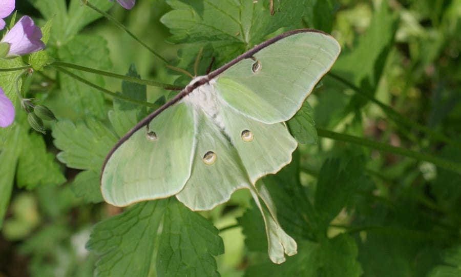 The green luna moth has four distinct markings on its wings.