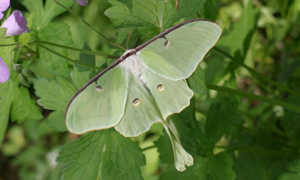 luna-moth-Actias-luna