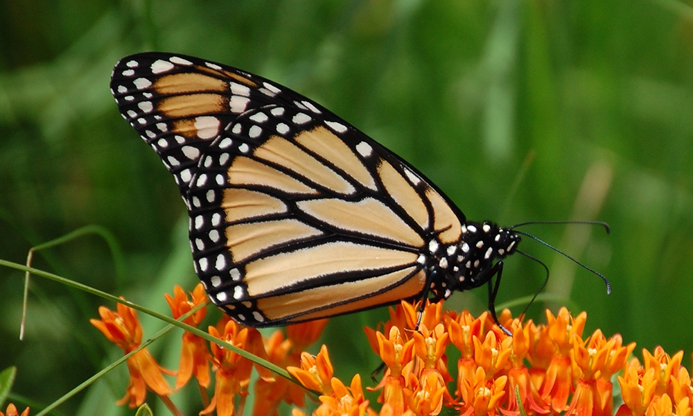 monarch-Danaus-plexippus-GlennPerricone