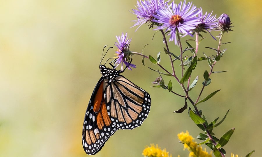 A monarch butterfly inspects a purple flower.