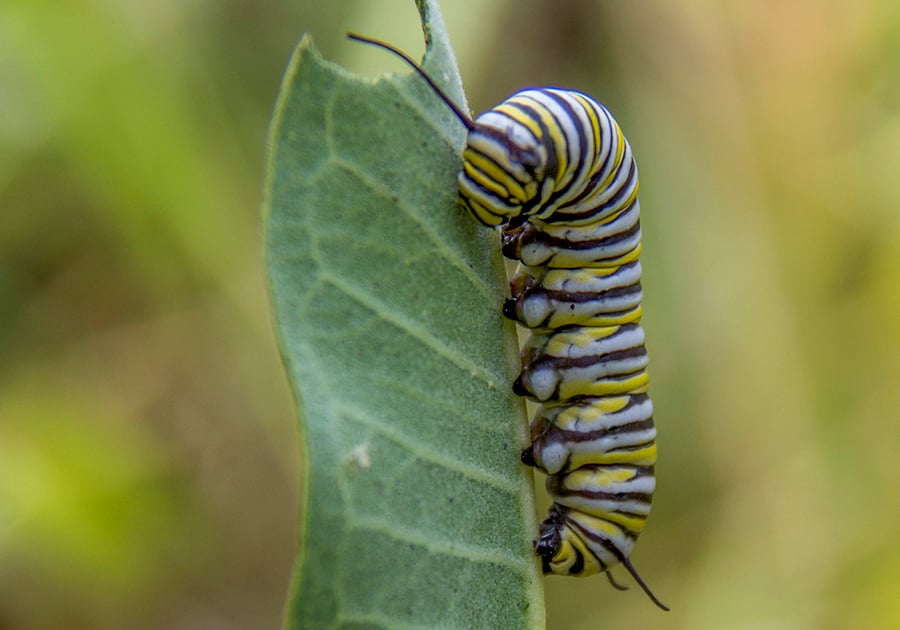 A colorful, striped monarch caterpillar crawls ona milkweed leaf.