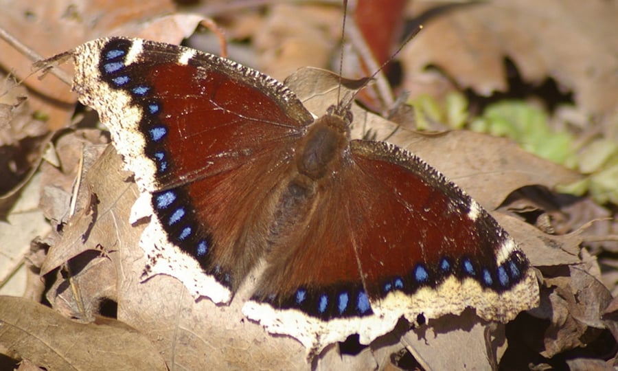 The mostly brown mourning cloak butterfly has black, blue, and cream markings on the edge of its wings.