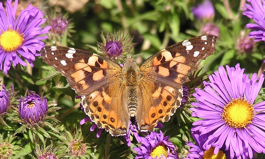 An orange and brown painted lady butterfly spreads its wings among purple and yellow flowers.