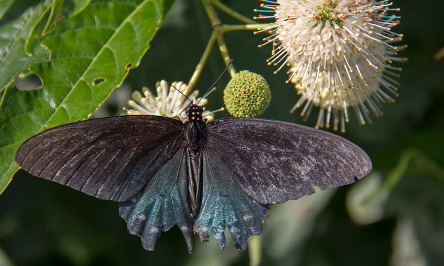 The pipevine swallowtail butterfly is mostly a very dark color.