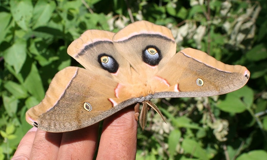 A light brown mouth with eye-like markings on its rear wings lands on fingertips.