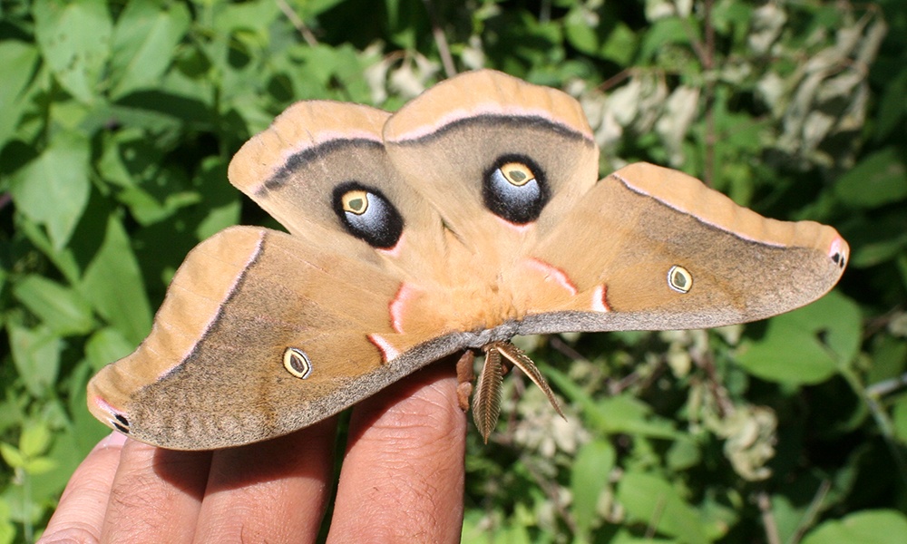 polyphemus-moth-Antheraea-polyphemus