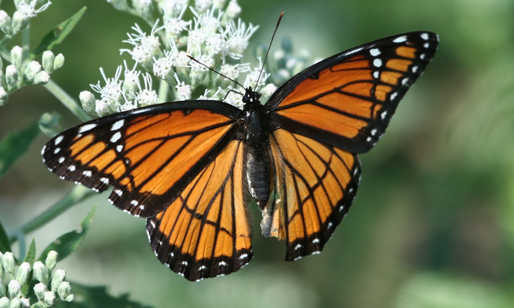 viceroy-Limenitis-archippus