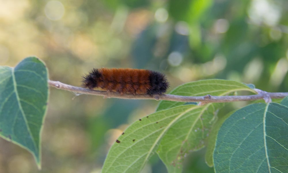 woolly-bear-1000x600