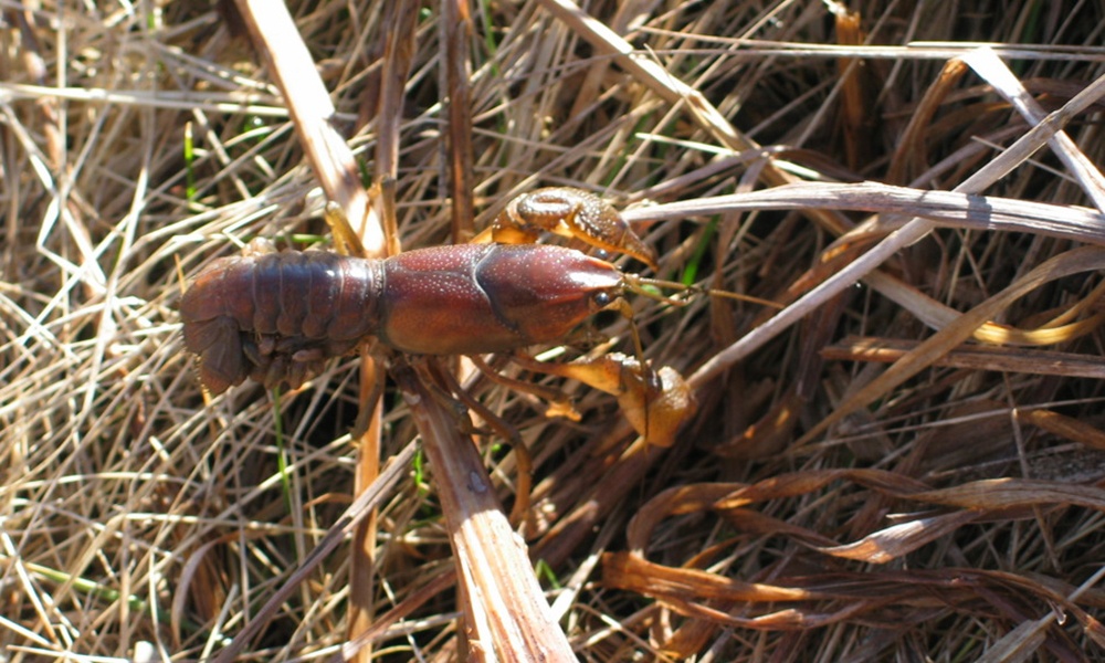 crayfish-procambarus-gracilis