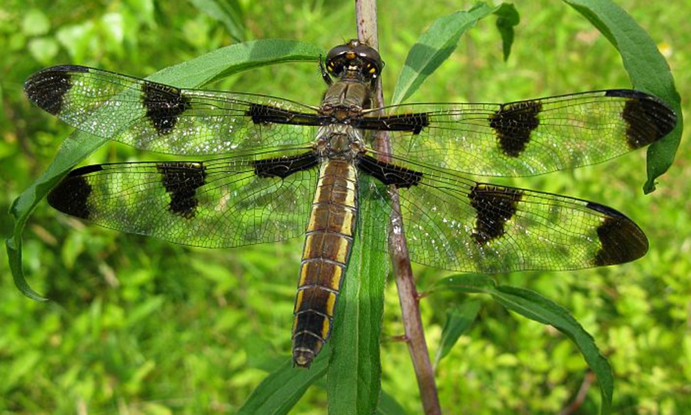 12-spotted-skimmer-female-PaulBedell