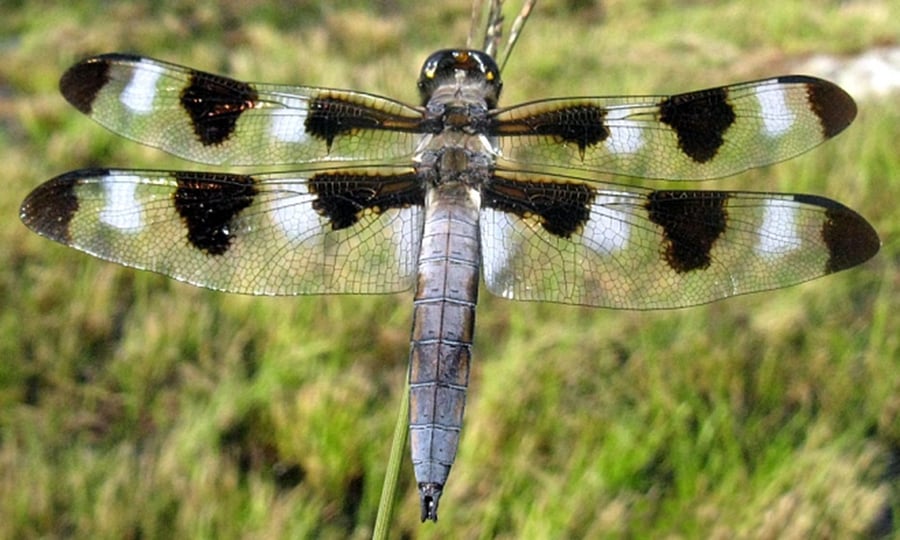 A grey dragonfly with dark brown markings on its wings.
