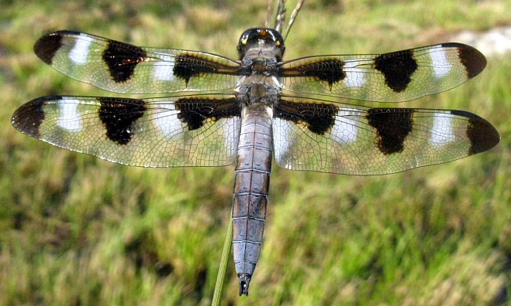 12-spotted-skimmer-male-PaulBedell