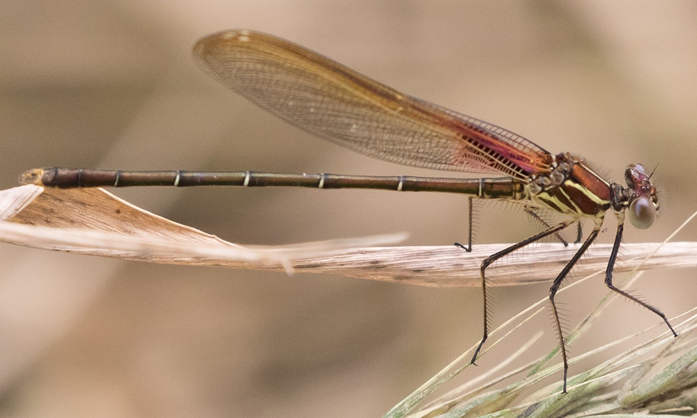 American-rubyspot-female-GregLasley