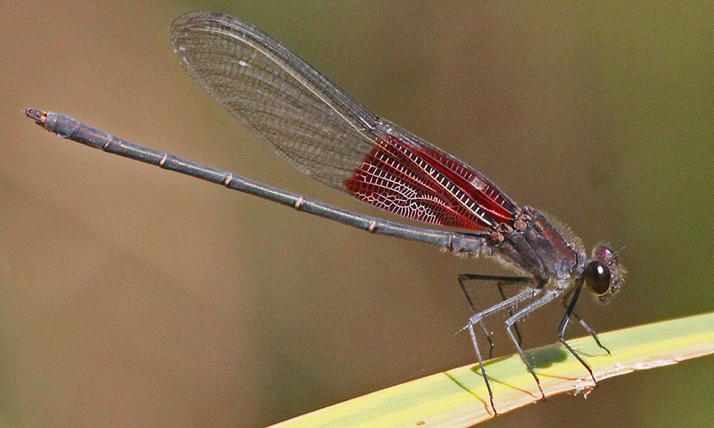 American-rubyspot-male-JerryOldenettel