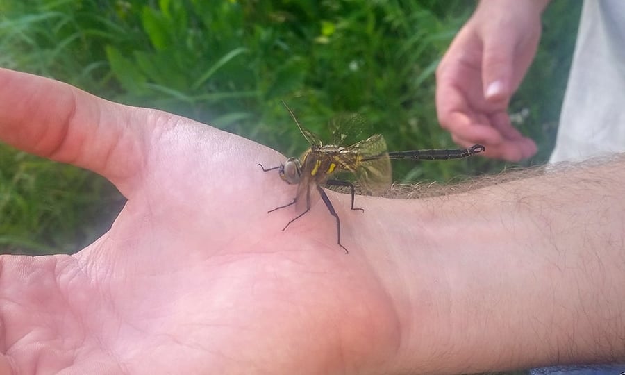 A dragonfly rests on the wrist of a man.