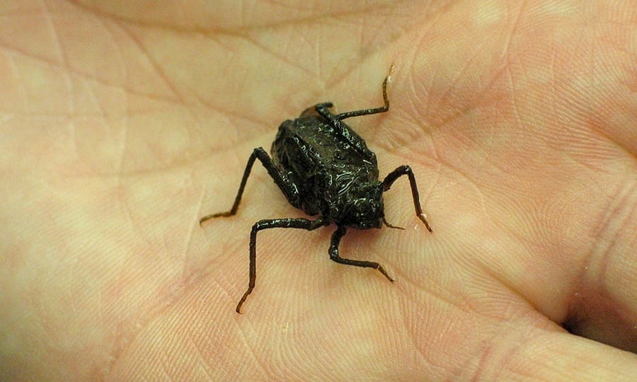 A dragonfly larva stands in the pam of a human hand.