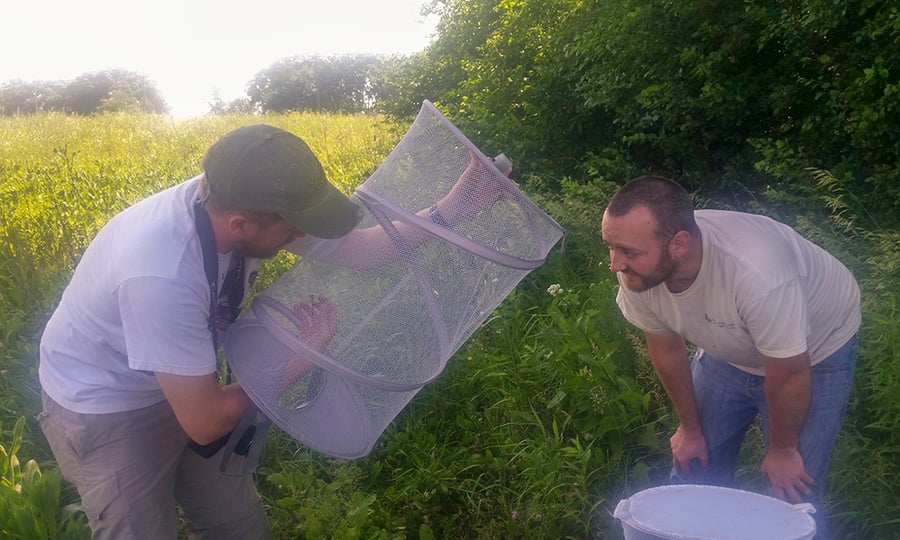 Two staff members release dragonflies in a luscious field.