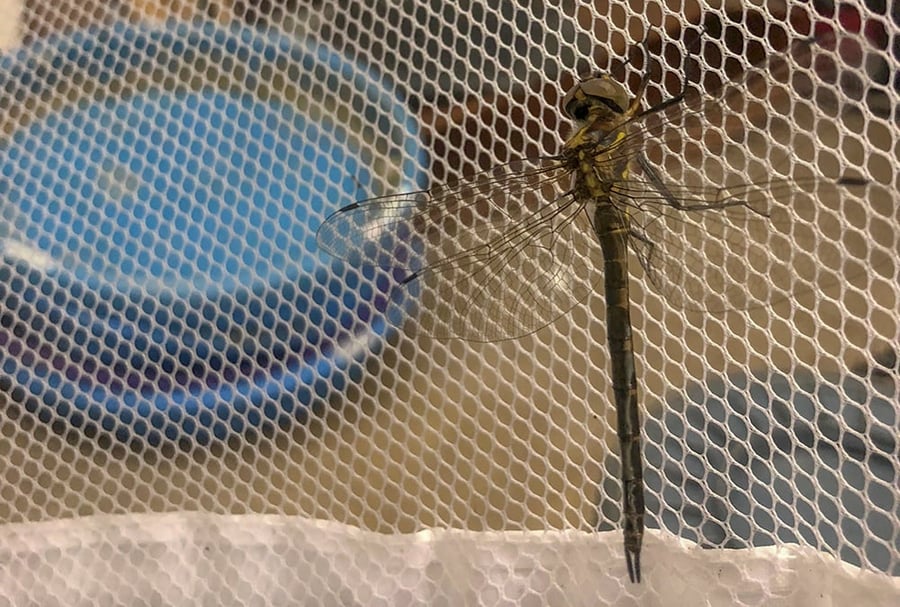 A dragonfly attaches itself to the net wall of a container.