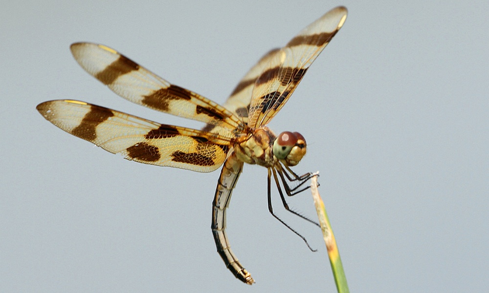 Halloween-pennant-female-KenSlade