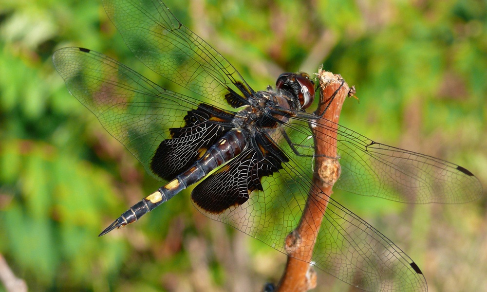 black-saddlebags-female-VictorFazio