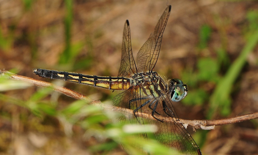 blue-dasher-female-JasonMichaelCrockwell
