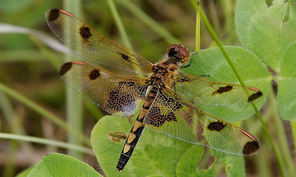 calico-pennant-female-DanMullen