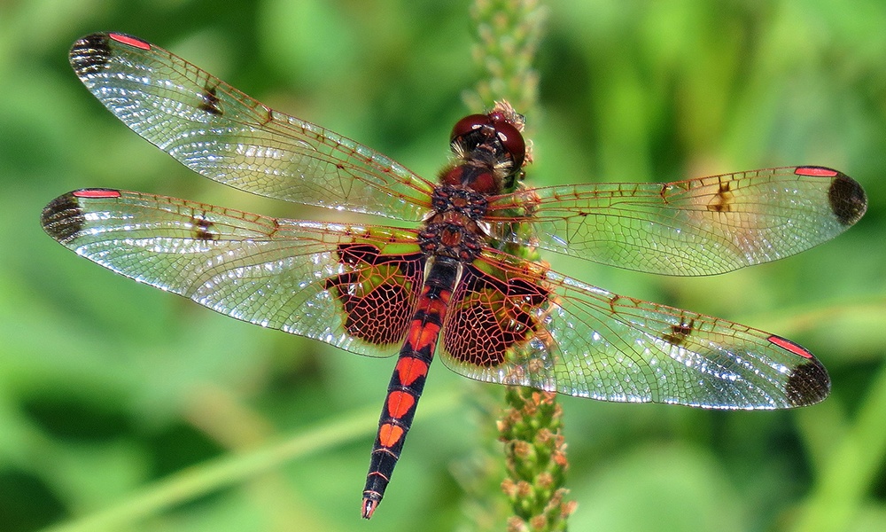 calico-pennant-male-NickBlock