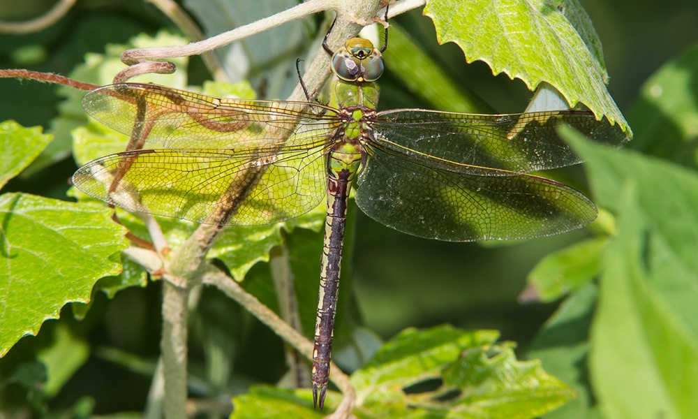 common-green-darner-female-GregLasley