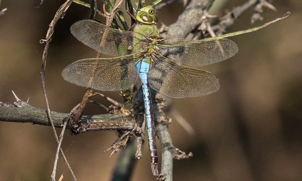 common-green-darner-male-GregLasley
