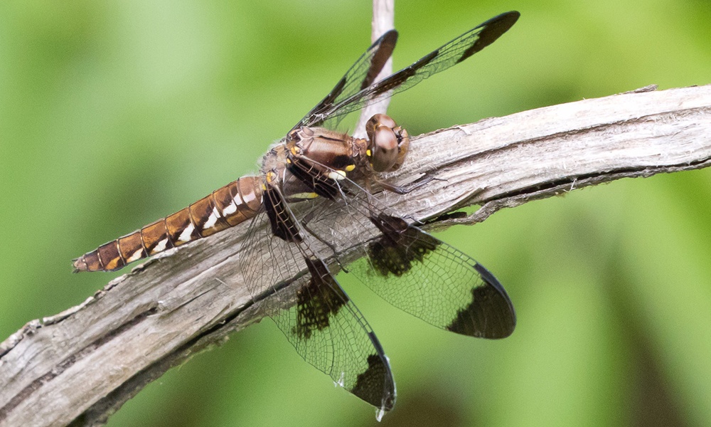 common-whitetail-female-GregLasley