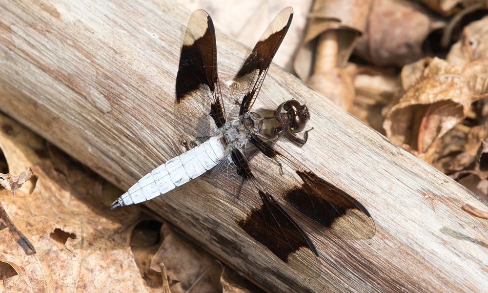 common-whitetail-male-GregLasley