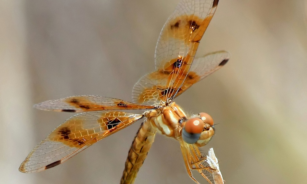 eastern-amberwing-female-KenSlade