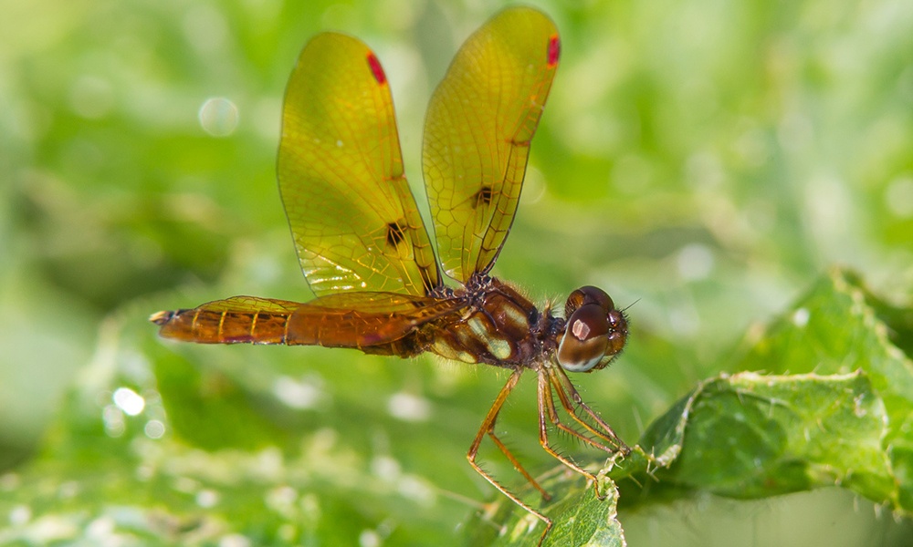 eastern-amberwing-male-GregLasley